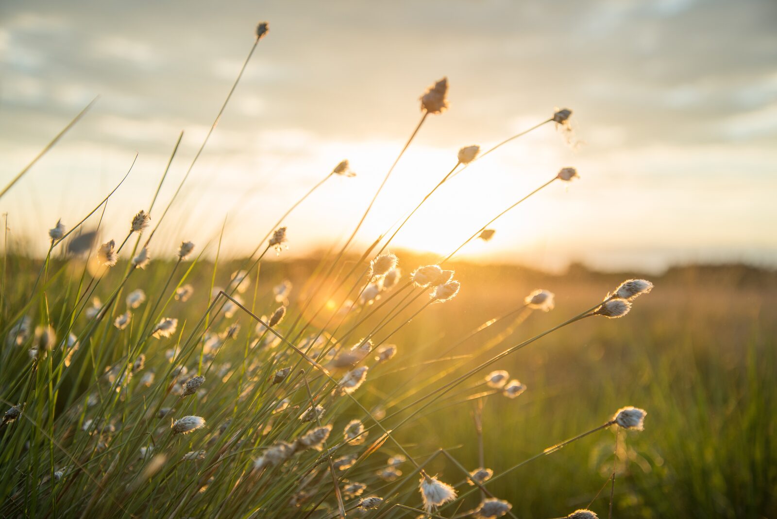 A wildflower meadow at sunset